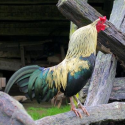 rooster