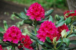 rhododendron1