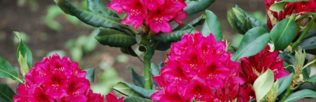 rhododendron1