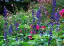 salvia