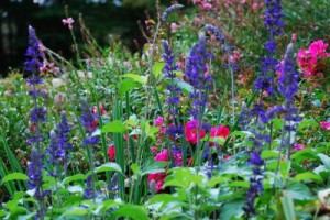 salvia
