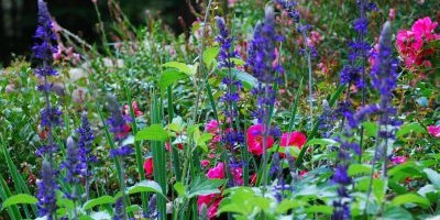 salvia